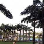 Charlie Young wedding 1